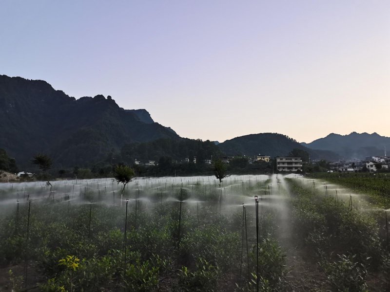 茶园物联网：开启智慧农业新篇章