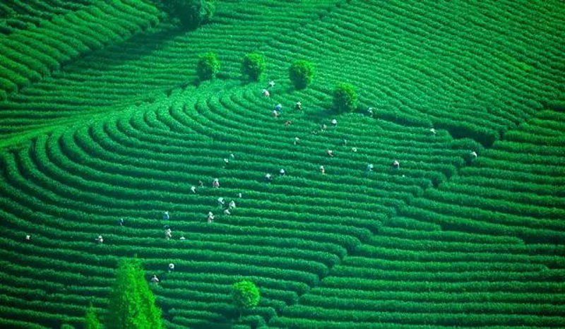 智慧茶园